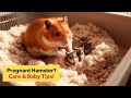 These Tips for Pregnant Hamsters and Babies Are Life-Saving! 🐹🤰