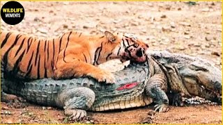 30 Moments Crocodile Fight The Wrong Opponents | Animal Fight
