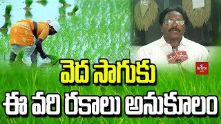 వెద సాగుకు ఈ వరి రకాలు అనుకూలం | hmtv Agri