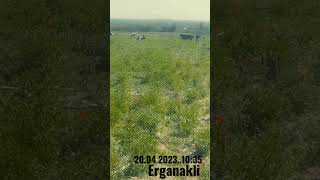 erganakli