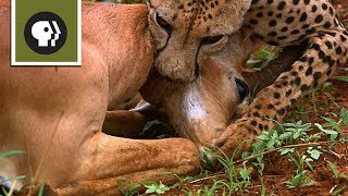 Cheetah Mom Teaches Cubs to Hunt