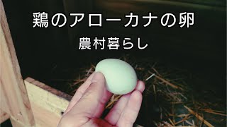 青い卵？！やたらスタッフに懐いている鶏アローカナと、小豆手作業風景