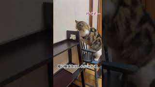 【サイベリアン子猫】食後の可愛らしい運動#shorts