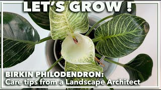 BIRKIN PHILODENDRON: Care instructions from a Landscape Architect