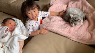 初めて見る赤ちゃんに緊張する実家猫　Cat introduced to a baby