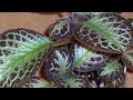 different varieties of episcia