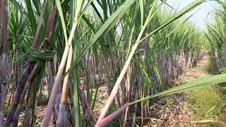 1110 Sugarcane Farm 6 feet Organic farm