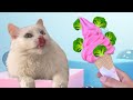 Do you like Broccoli Ice Cream song | Yummy and Yucky Food Song for Kids