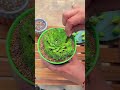 succulent secrets for beginners