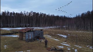 Сааскы куска тэринии I Үүтээн