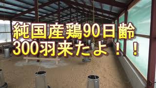 純国産鶏もみじ300羽来たよ