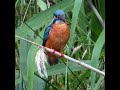 カワセミ調布地区お父さんショート 2024 06 07 カワセミ 野鳥 birds birdsounds nature 自然観察ぶらり散歩