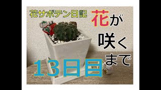 花サボテン日記 13日目 -絵を描くんだ~ ^ ^ -