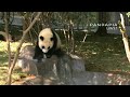 pandapia live 20150502 我們有了一隻粉紅小馬