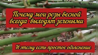 Почему мои розы весной всегда выходят зелеными. И этому есть простое объяснение.