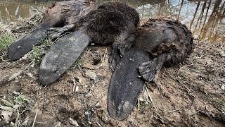 Catching 3 nuisance beavers!