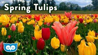 Spring ASMR Ambience - Relaxing Tulip Field with Calming Bird Sounds