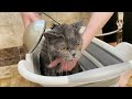 МОЕМ КОТА НЕВЗНАЧАЙ 33 Котёнка Как Помыть Кота how to bathe the cat 33 kotenka