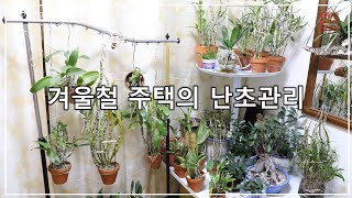 겨울철 본가 주택에서 착생난초 관리 하는법  [화이의 난초 이야기]