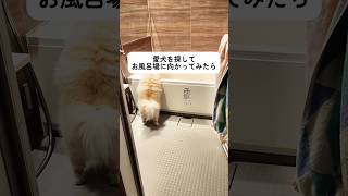 お風呂のちゃぷちゃぷが大好きで、ついついお風呂場に惹かれる犬さんがこちら