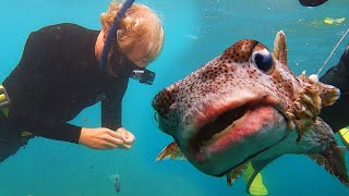 Puffer Fish Asks Diver for HELP (Animal Rescue)