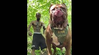 ये हैं दुनिया के सबसे खतरनाक कुत्ते 🦮🔥Most Dangerous Dog. #shorts #dog #pitbull #viral