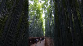 京都 嵐山 竹林の小径 バンブーストリート#shorts