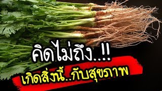 ตื่นตัว!! กินผักชีจะเกิดสิ่งนี้กับสุขภาพ..ญี่ปุ่นกลายเป็นกระแสฟีเวอร์ไปแล้ว | Nava DIY