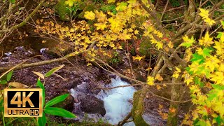 [ASMR : Binaural recording ] Water Sounds - Relaxing Nature Sounds [Japanese Beauty]