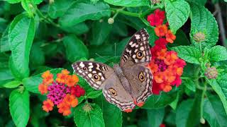 Lantana Flower and a butterfly