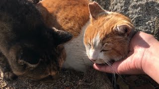 駐車場で茶シロ猫撫でてたらサビ猫が割り込んで来た【野良猫地域猫】