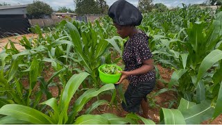 How Farming Has Changed My Life As a Zimbabwean YouTuber ||Zimbabwe Africa 🇿🇼