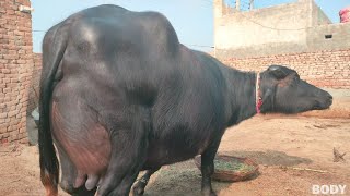 Watch nili Ravi buffalo for sale in Punjab Pakistan on YouTube/14/1/2025