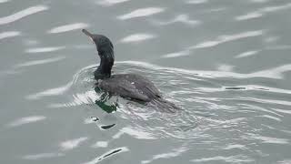 【鳥動画】カワウってめっちゃ泳ぐねんなぁ