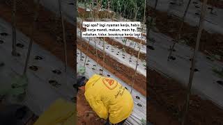 Setelah penimbunan pinggir mulsa lahan ini kembali rapih. #petanimuda #farming #berkebun #viral