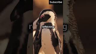 5 fun facts about penguins! #shorts #short #shortvideo #facts #interestingfacts #knowledge #penguin