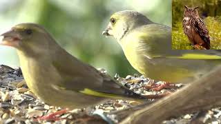 Обыкновенная зеленушка   Carduelis chloris