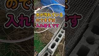 【151カメ】カメ様の冬眠場所を綺麗にします。まずは水替えして様子見【庭の大開拓時代】 #shorts