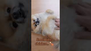 Oops I Farted Again| Funny dog video| dog shorts #dog #youtubeshorts #viral #trending #funnyshorts