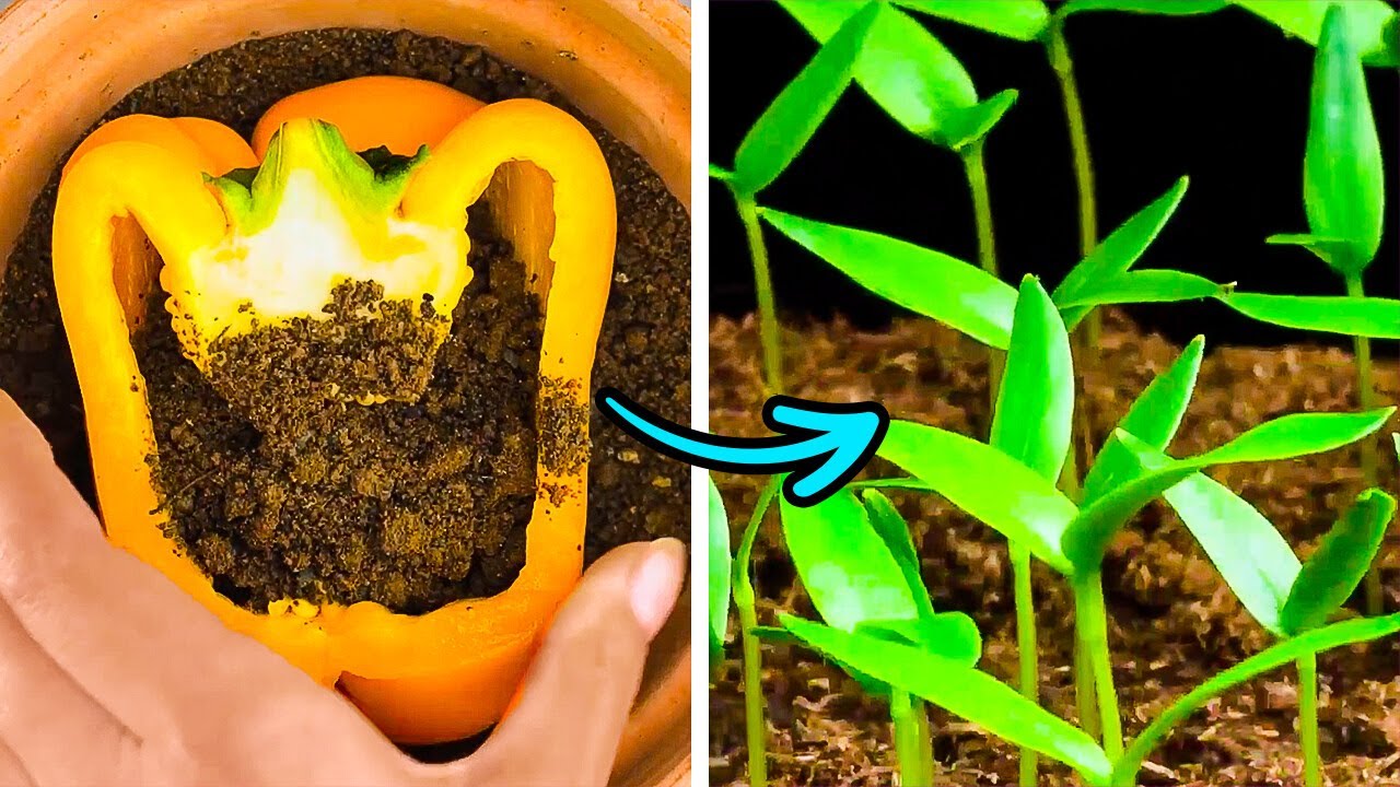 Blossoming Backyard Creative Gardening Ideas And Tips Youtube