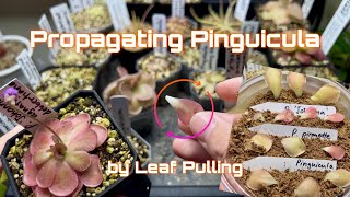 How to Propagate Pinguicula from Leaf Pulling Full Guide (Mexican Butterworts) | Carnivorous Plants!