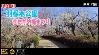 【歩き撮り】2023 羽根木公園 せたがや梅まつり＠東京 代田 ４K  (21:9)  Tokyo walking video