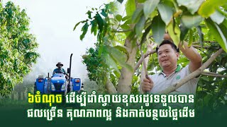 ៦ចំណុច ដើម្បីដាំស្វាយខុសរដូវទទួលបានផលផលច្រើន គុណភាពល្អ និងកាត់បន្ថយថ្លៃដើម