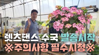 당년지 사계수국🌺렛츠댄스 캔두 수국 2차 출고 시작합니다! 주문하신 분들 모두 주목!!