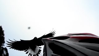 Ride: When magpies attack