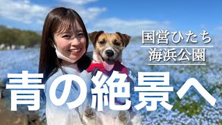 【大人気スポット】愛犬ジャックラッセルテリアと花畑散策in国営ひたち海浜公園🐳