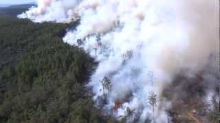 Latest forest destruction in Tasmania exposed!