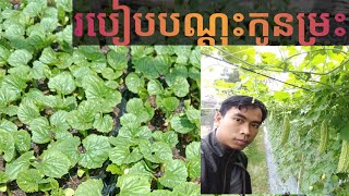 របៀបបណ្តុះកូនម្រះ -How seedling bitter gourd faster growth