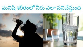 How Water Functions In Human Body|||మనిషి శరీరంలో నీరు ఎలా పనిచేస్తుంది.