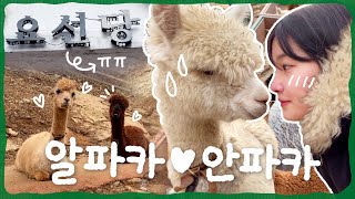 안파카월드에 오신 걸 환영합니다 🦙  홍천 알파카월드 (Feat. 춘천 제로웨이스트샵 요선당) 쓰레기왕국